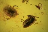 Two Fossil Beetles (Coleoptera) & Two Flies (Diptera) In Baltic Amber #105457-1
